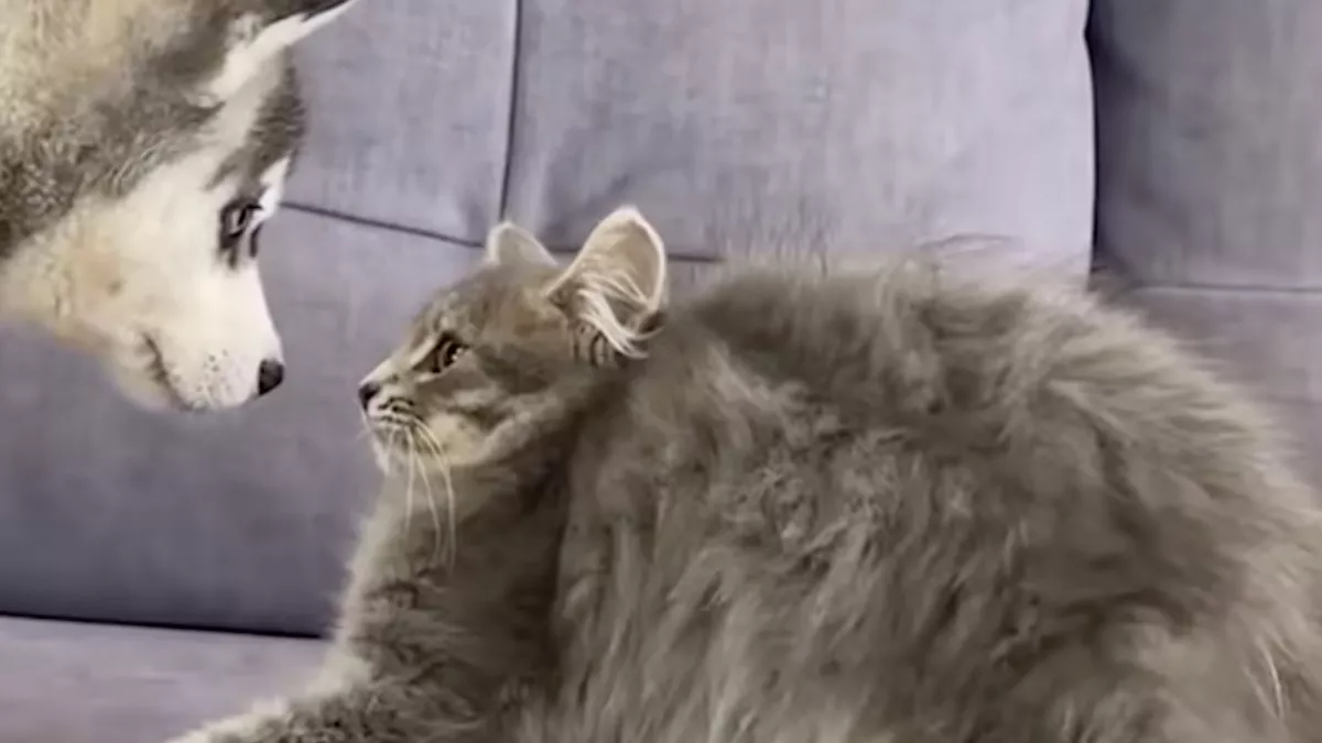 Először találkozik a husky kölyök és a kölyökcica: a reakciójuk elragadj a világot - Videó