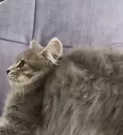 Először találkozik a husky kölyök és a kölyökcica: a reakciójuk elragadj a világot - Videó