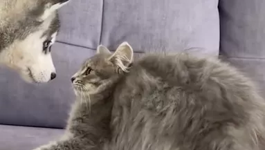 Először találkozik a husky kölyök és a kölyökcica: a reakciójuk elragadj a világot - Videó