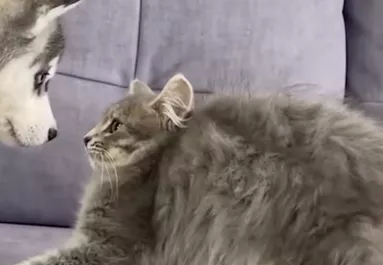 Először találkozik a husky kölyök és a kölyökcica: a reakciójuk elragadj a világot - Videó