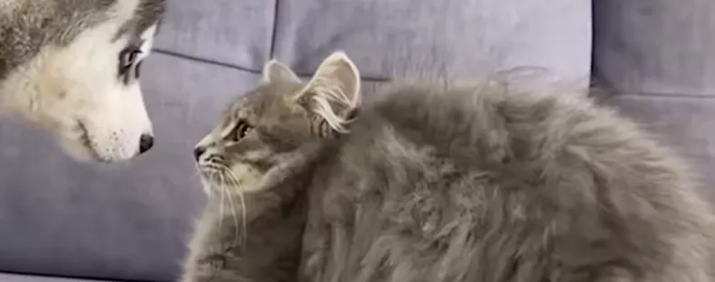 Először találkozik a husky kölyök és a kölyökcica: a reakciójuk elragadj a világot - Videó