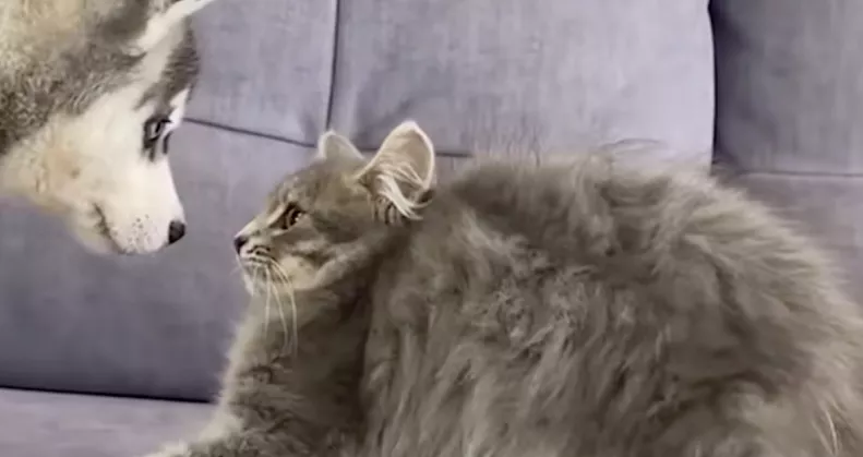 Először találkozik a husky kölyök és a kölyökcica: a reakciójuk elragadj a világot - Videó