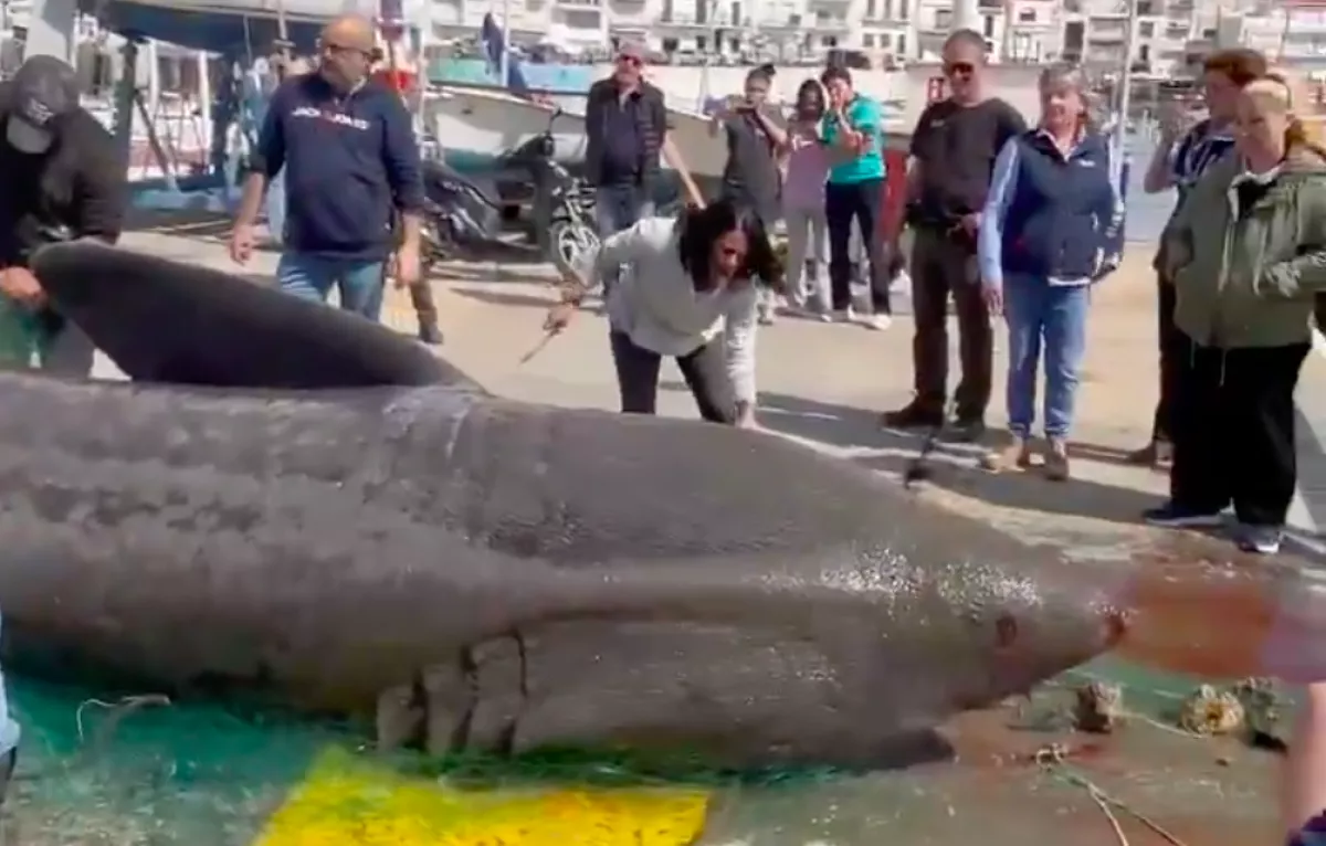 Előbb egy 7 méteres cápát fogtak ki, majd egy horvát halász vett videóra egy szörnyet - Videók