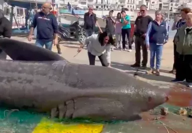Előbb egy 7 méteres cápát fogtak ki, majd egy horvát halász vett videóra egy szörnyet - Videók