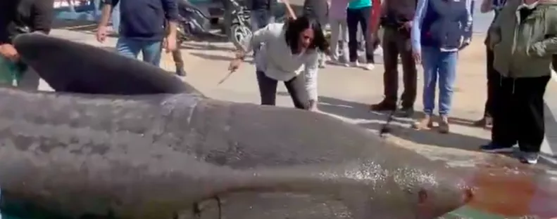 Előbb egy 7 méteres cápát fogtak ki, majd egy horvát halász vett videóra egy szörnyet - Videók