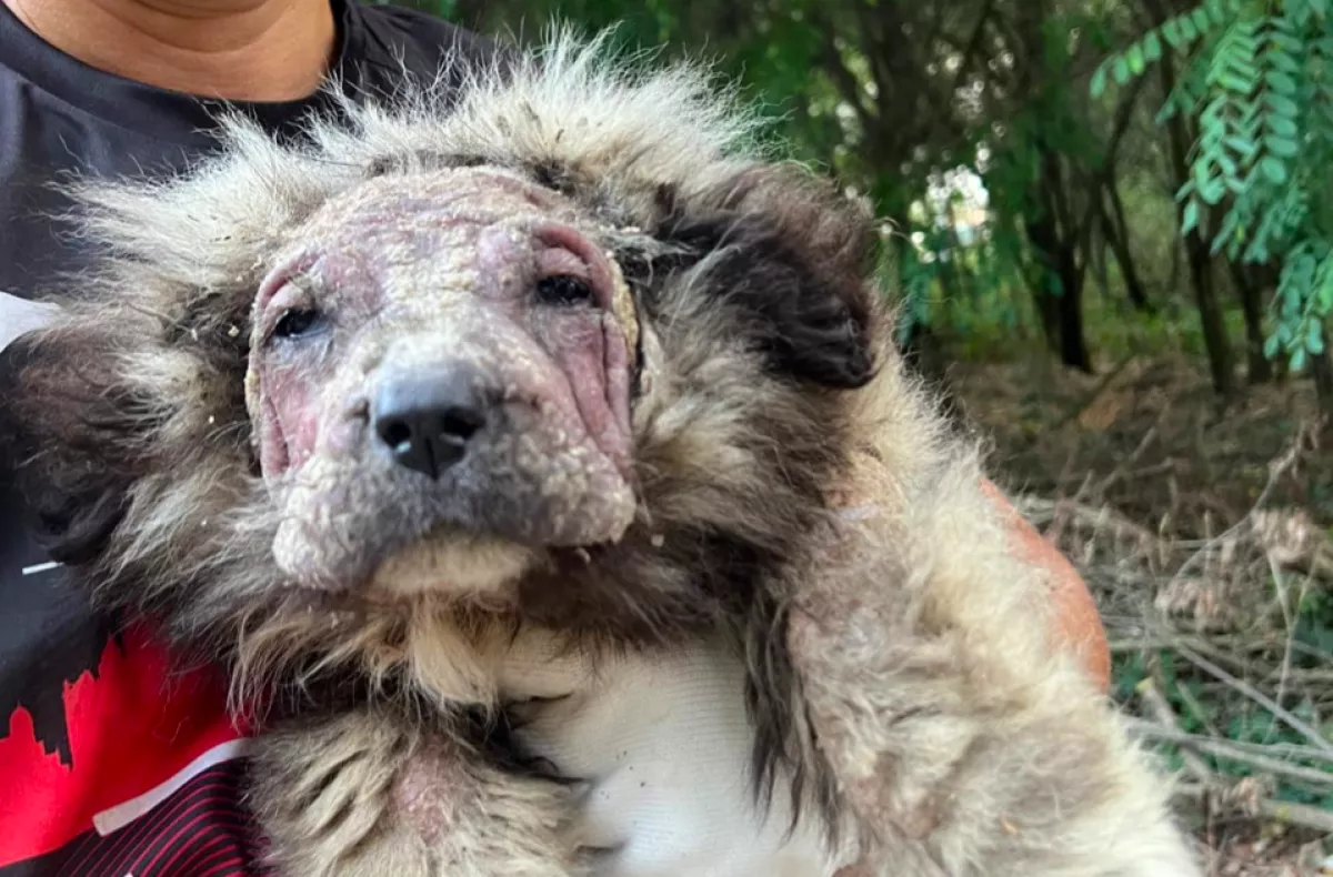 Borzalmas állapotban volt a kutya, amikor rátaláltak: szívszorító, hogy néz ki most - Fotók 