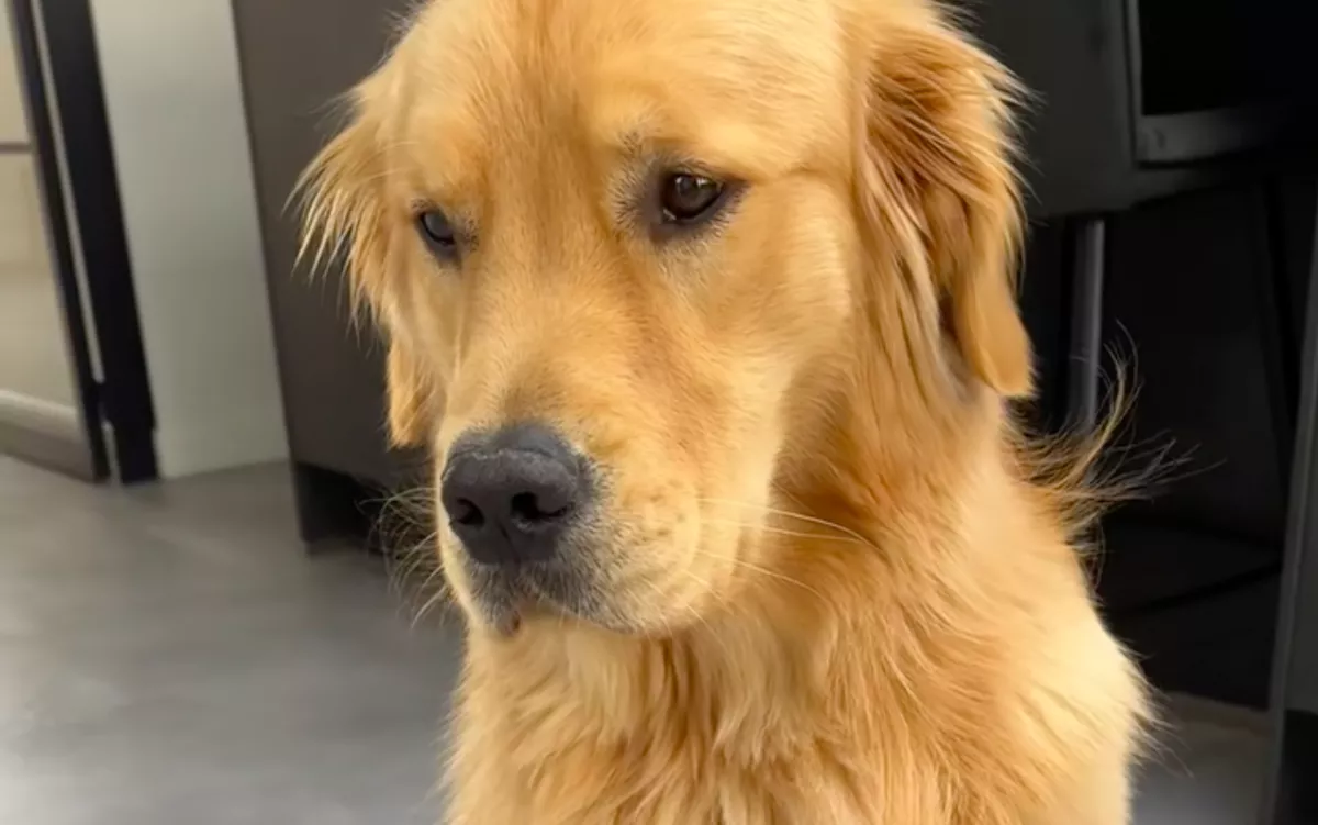 Újra és újra ugyanazt a parancsot kapja a golden retriever: a reakcióján pusztul a világ - Videó