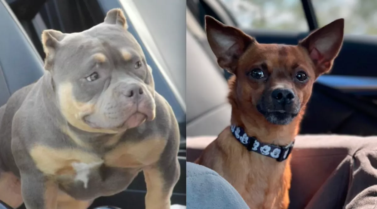 Csivava és amerikai bulldog a szülők: a kölyök vonzza a tekinteteket - Videó