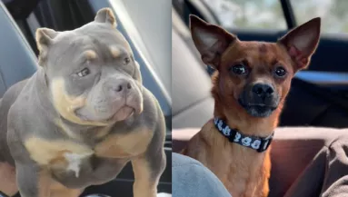 Csivava és amerikai bulldog a szülők: a kölyök vonzza a tekinteteket - Videó