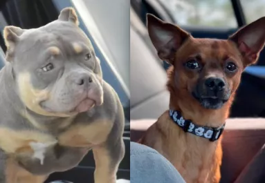 Csivava és amerikai bulldog a szülők: a kölyök vonzza a tekinteteket - Videó