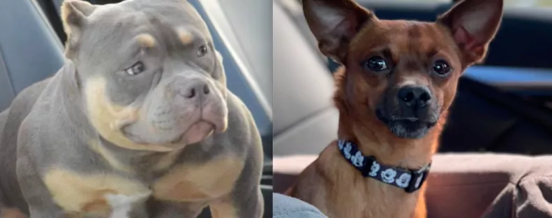 Csivava és amerikai bulldog a szülők: a kölyök vonzza a tekinteteket - Videó
