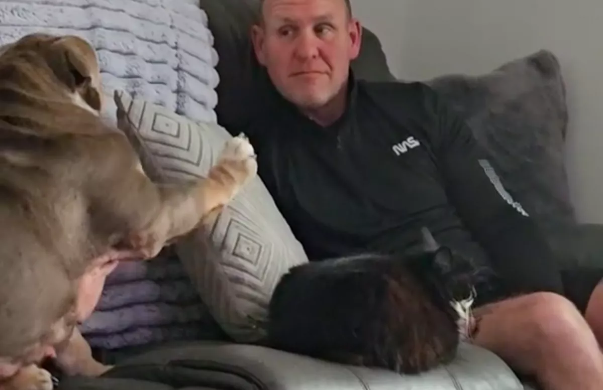 A kanapéra akar feküdni a bulldog: de van egy kis probléma - Videó