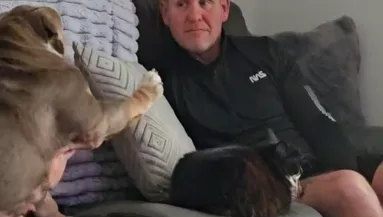 A kanapéra akar feküdni a bulldog: de van egy kis probléma - Videó