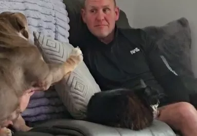 A kanapéra akar feküdni a bulldog: de van egy kis probléma - Videó