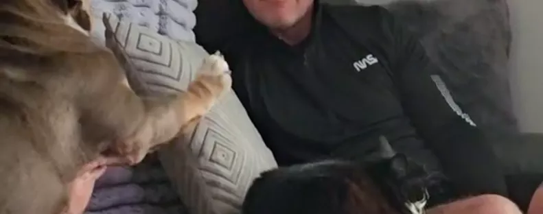 A kanapéra akar feküdni a bulldog: de van egy kis probléma - Videó