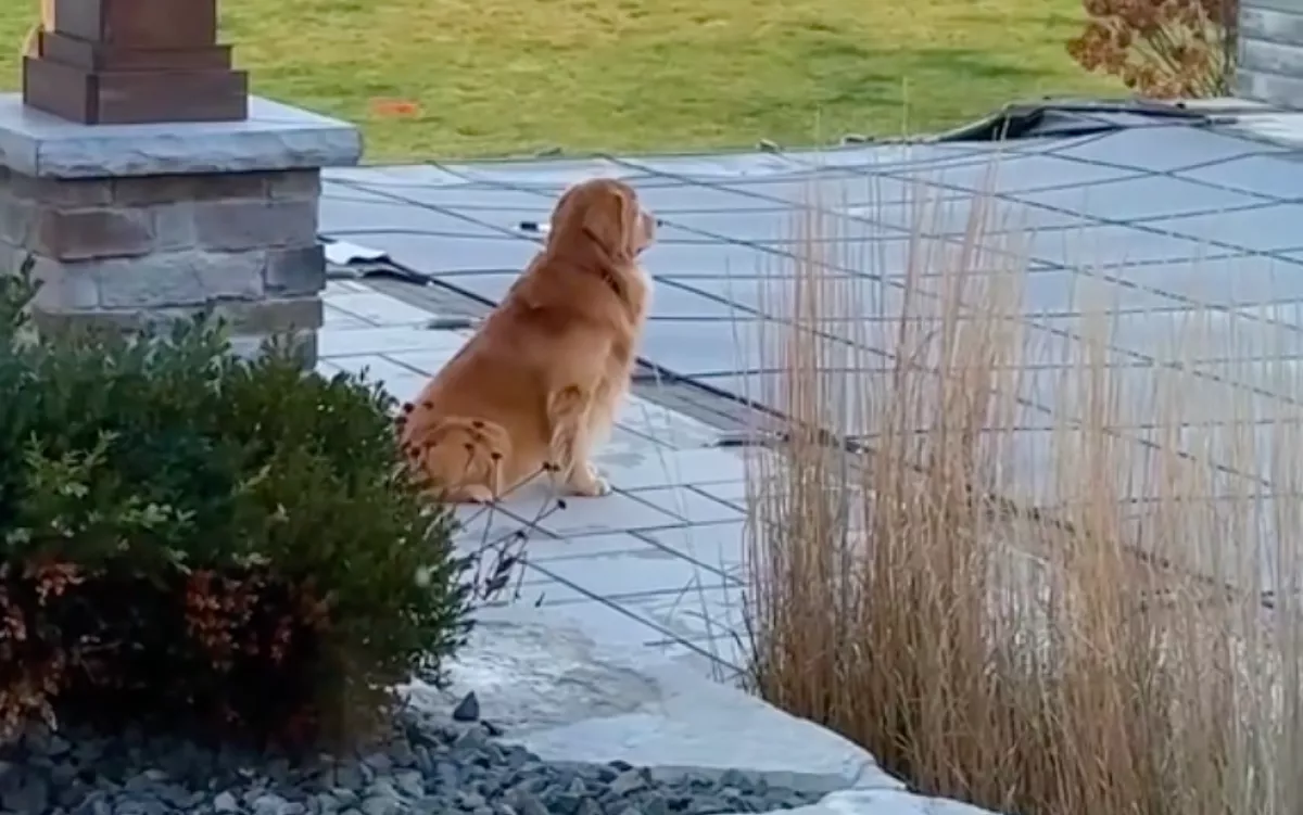 A medencét gyászolja a golden retriever: amit a gazdája ezután tesz, el se hiszi - Videó