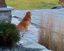 A medencét gyászolja a golden retriever: amit a gazdája ezután tesz, el se hiszi - Videó