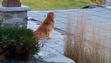 A medencét gyászolja a golden retriever: amit a gazdája ezután tesz, el se hiszi - Videó