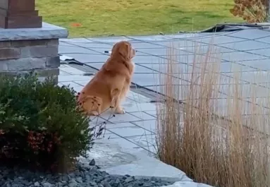 A medencét gyászolja a golden retriever: amit a gazdája ezután tesz, el se hiszi - Videó