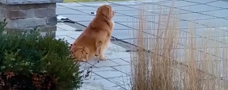 A medencét gyászolja a golden retriever: amit a gazdája ezután tesz, el se hiszi - Videó