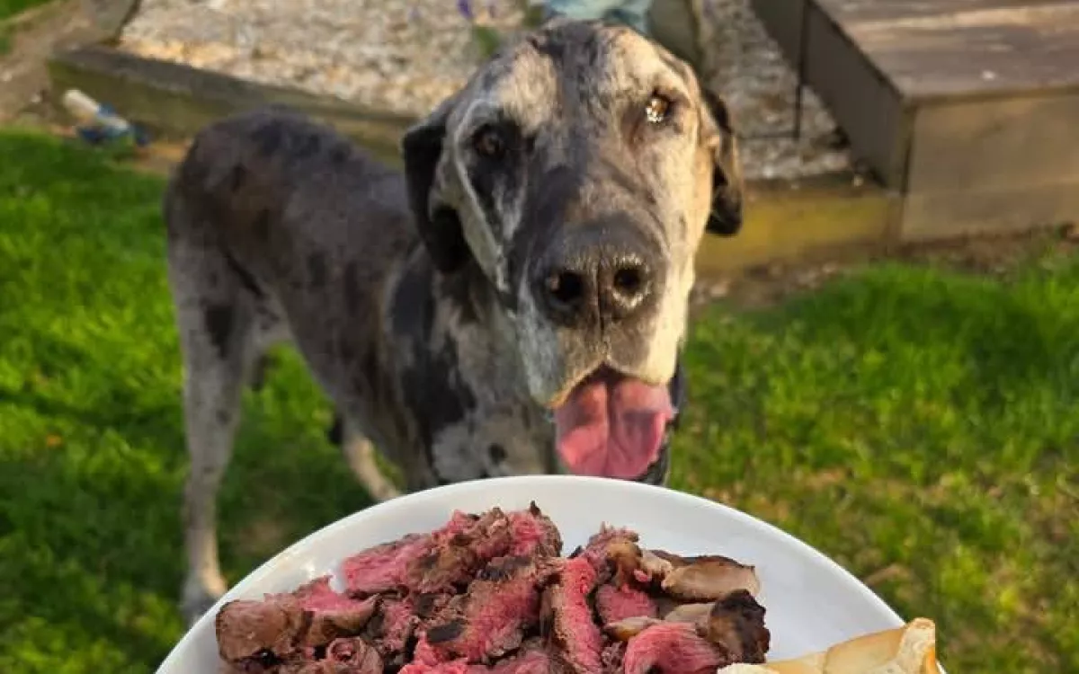 Steak-et rendel a halálos beteg kutyájának a férfi: ami ezután történik, sokakat érint meg - Fotók