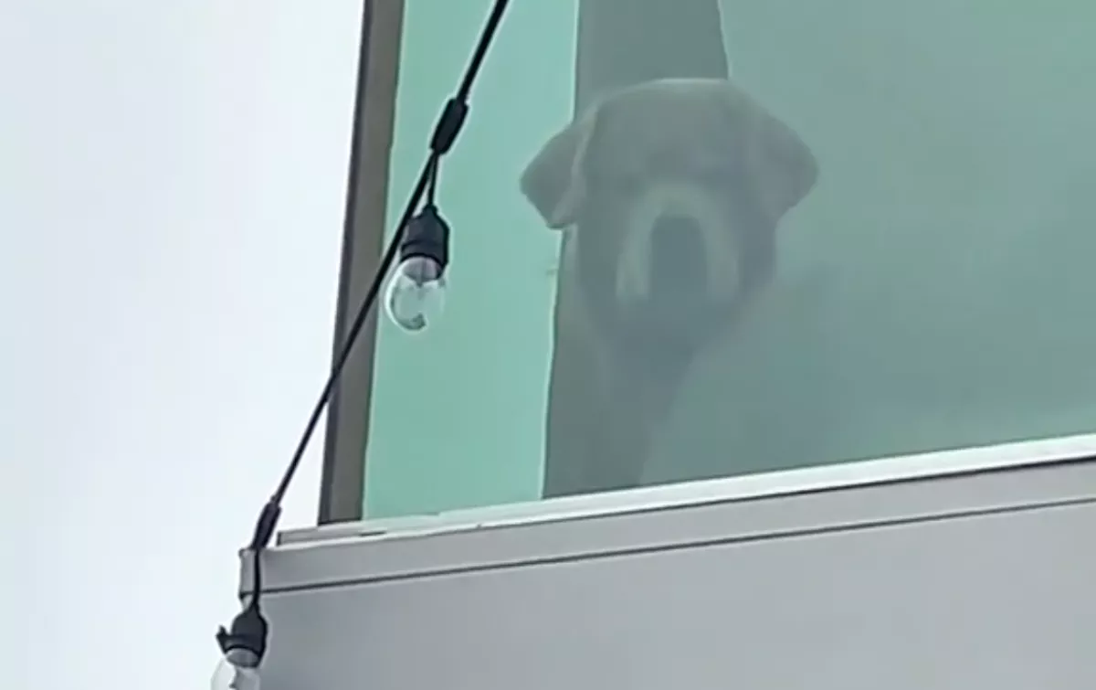 Sokkolja a golden retrievert, amit az ablakból lát - Az internet megőrül érte - Videó