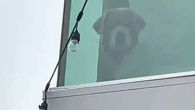 Sokkolja a golden retrievert, amit az ablakból lát - Az internet megőrül érte - Videó