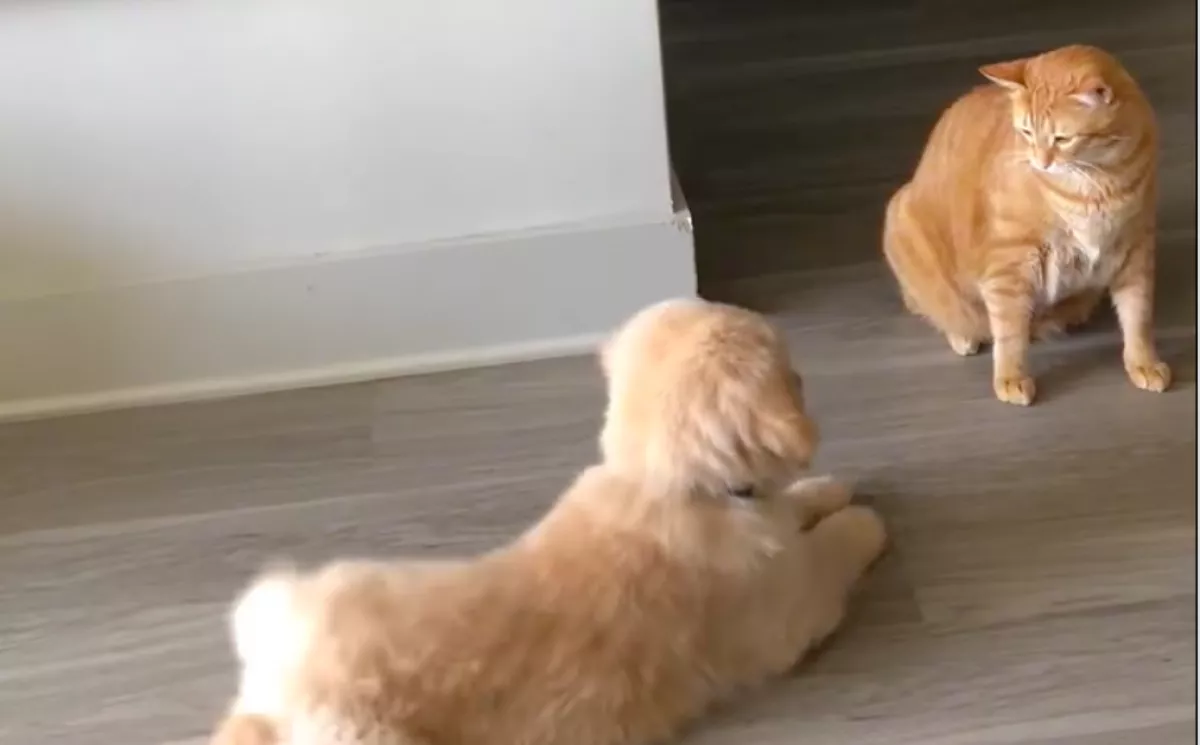 Nem jön ki egymással a golden retriever kölyök és a macska: amit a gazda ezután lát, szíveket olvaszt meg - Videó