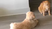 Nem jön ki egymással a golden retriever kölyök és a macska: amit a gazda ezután lát, szíveket olvaszt meg - Videó