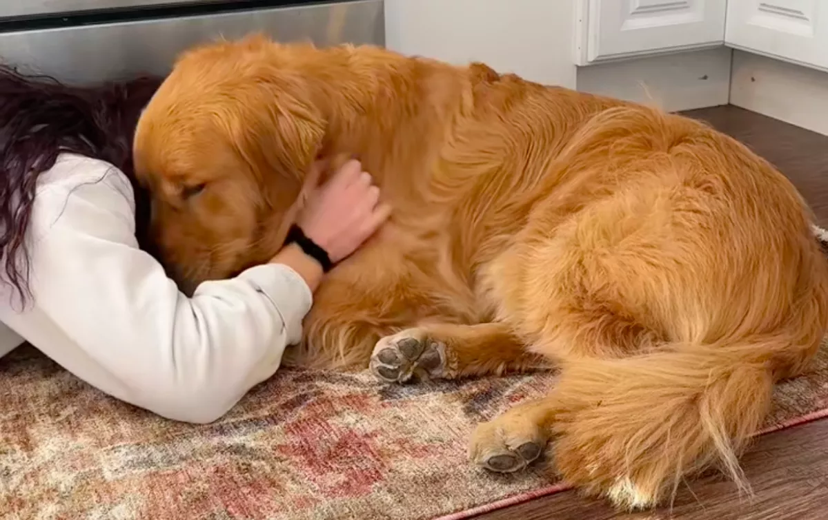 Kemény hete volt a golden retrievernek: a viselkedésén sokan nevetnek - Videó