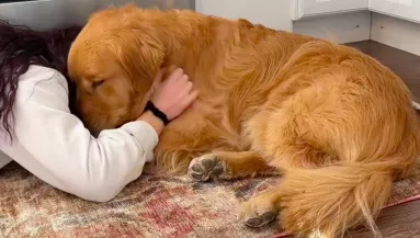 Kemény hete volt a golden retrievernek: a viselkedésén sokan nevetnek - Videó