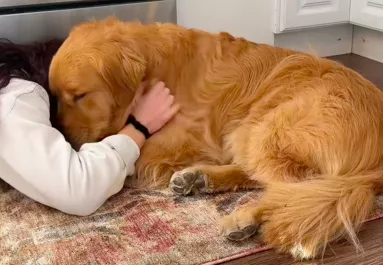 Kemény hete volt a golden retrievernek: a viselkedésén sokan nevetnek - Videó