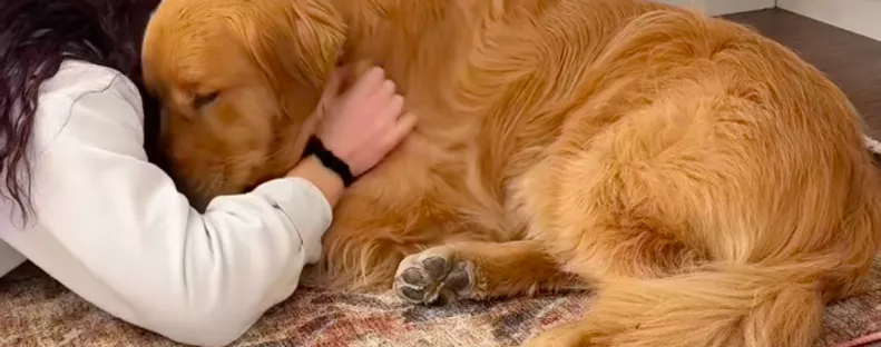 Kemény hete volt a golden retrievernek: a viselkedésén sokan nevetnek - Videó