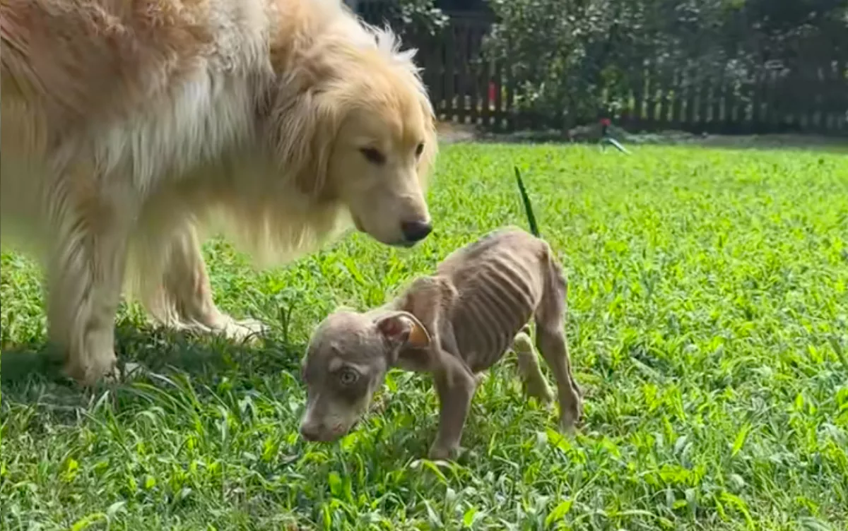 Csontsoványra fogyott kiskutya találkozik a golden retrieverrel: ami történik, milliókat érint meg - Videó