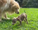 Csontsoványra fogyott kiskutya találkozik a golden retrieverrel: ami történik, milliókat érint meg - Videó