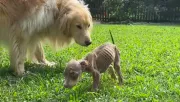 Csontsoványra fogyott kiskutya találkozik a golden retrieverrel: ami történik, milliókat érint meg - Videó
