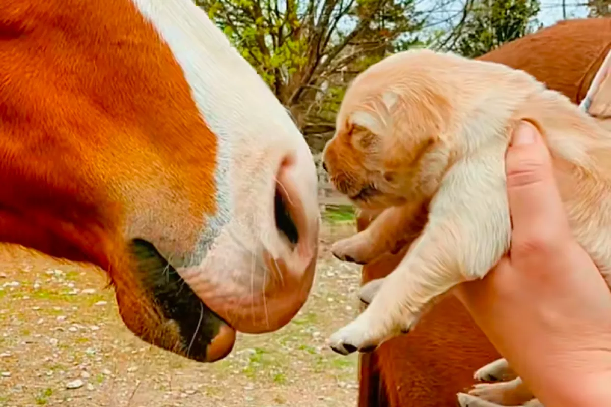 Először mutatja meg a nő a lovainak a kiskutyákat: ami ezután történik, szíveket olvaszt meg - Videó