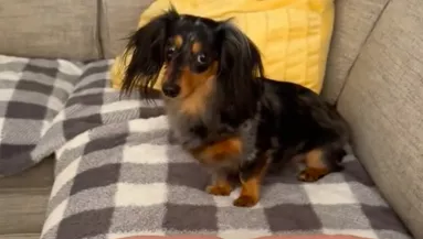 A babával akar játszani a tacskó: ami ezután történik, milliók szívét töri össze - Videó