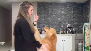 Videóra veszi a nő a golden retrievere oktatását: amikor visszanézi, majdnem sírva fakad - Videó