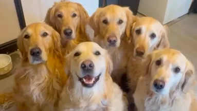 A golden retrievereknek kell felébreszteni a gazdit: ami ezután jön, könyörtelen - Videó