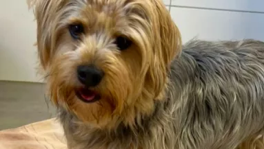 Elvesztette a gazdáját ez az apró yorki: de számára ez megváltás - Fotók