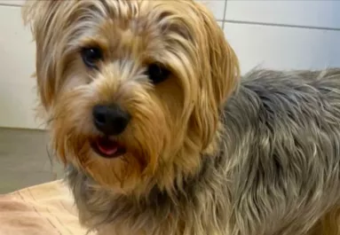 Elvesztette a gazdáját ez az apró yorki: de számára ez megváltás - Fotók