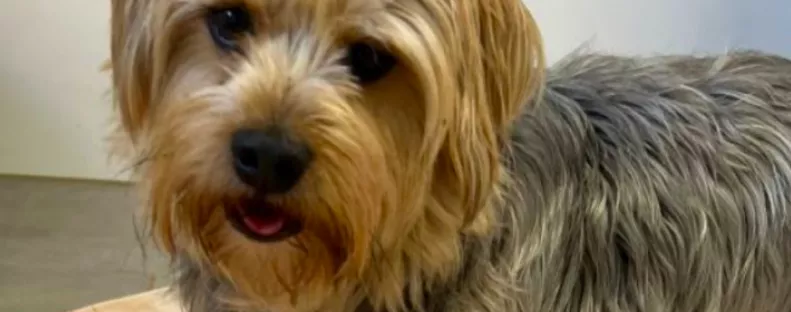 Elvesztette a gazdáját ez az apró yorki: de számára ez megváltás - Fotók