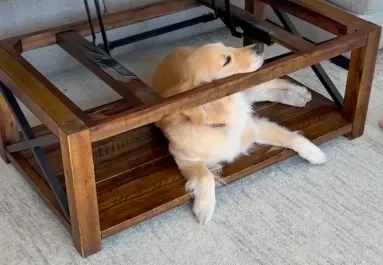 A dohányzóasztal alatt fekszik a golden retriever: az oka szívszorító - Videó