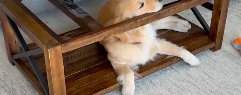 A dohányzóasztal alatt fekszik a golden retriever: az oka szívszorító - Videó