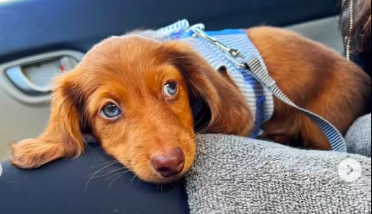 Amikor meglátja a nő, hogy bánnak a kutyák a tacskójával a parkban, nem csak az ő szíve szakad meg - Videó