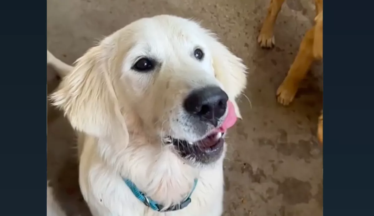 Levideózza a nő a golden retrieverét: azonnal az állatorvoshoz hajt, amikor meglátja a felvételt - Videó 