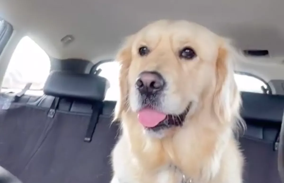 Kutyanapközibe adja a nő a golden retrieverét: amikor megjönnek a képek, nem hisz a szemének - Videó