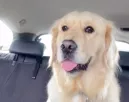 Kutyanapközibe adja a nő a golden retrieverét: amikor megjönnek a képek, nem hisz a szemének - Videó