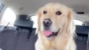 Kutyanapközibe adja a nő a golden retrieverét: amikor megjönnek a képek, nem hisz a szemének - Videó